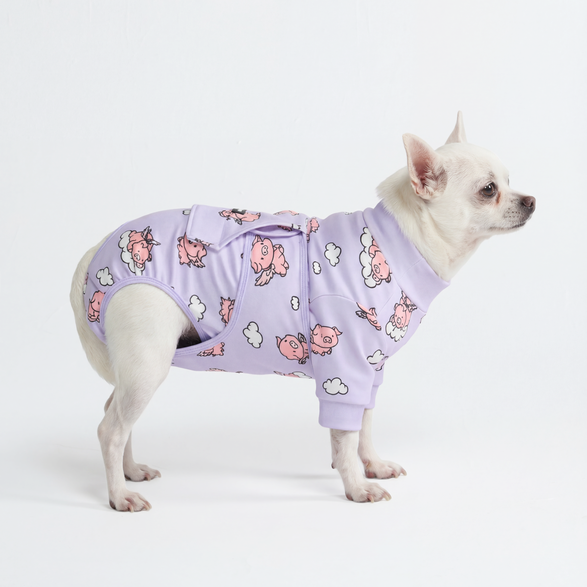 Dog Surgical Suit