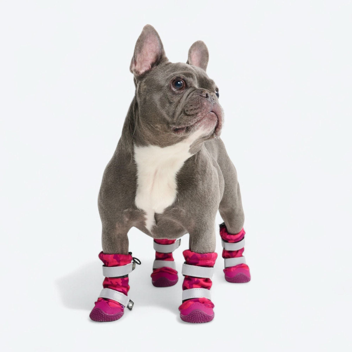 Dog Rainboots. Waterproof Dog Shoes