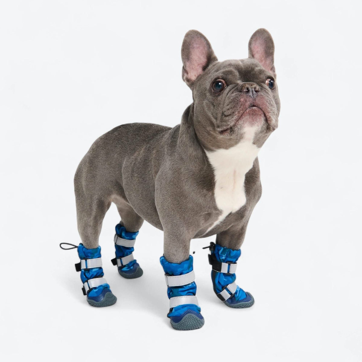 Dog Rainboots. Waterproof Dog Shoes