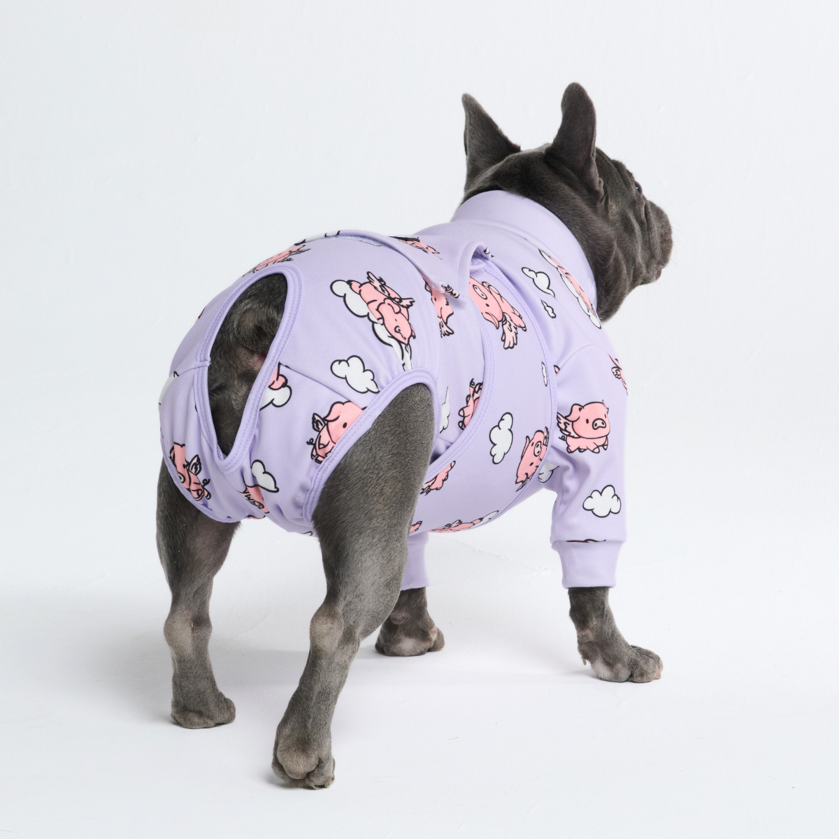 Dog Surgical Suit