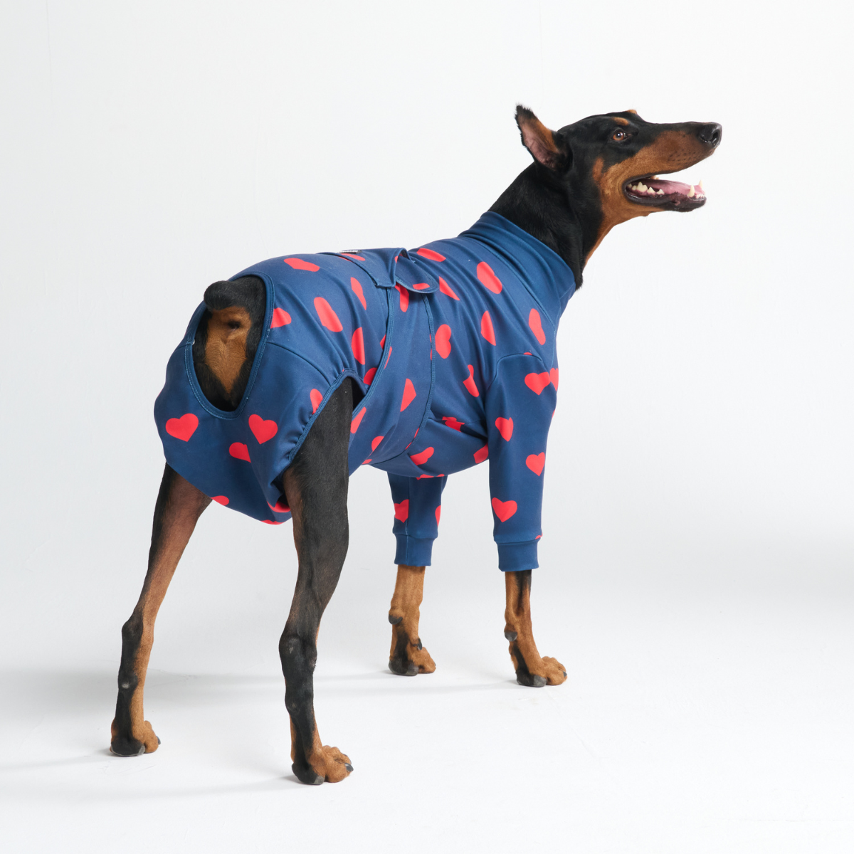 Dog Surgical Suit