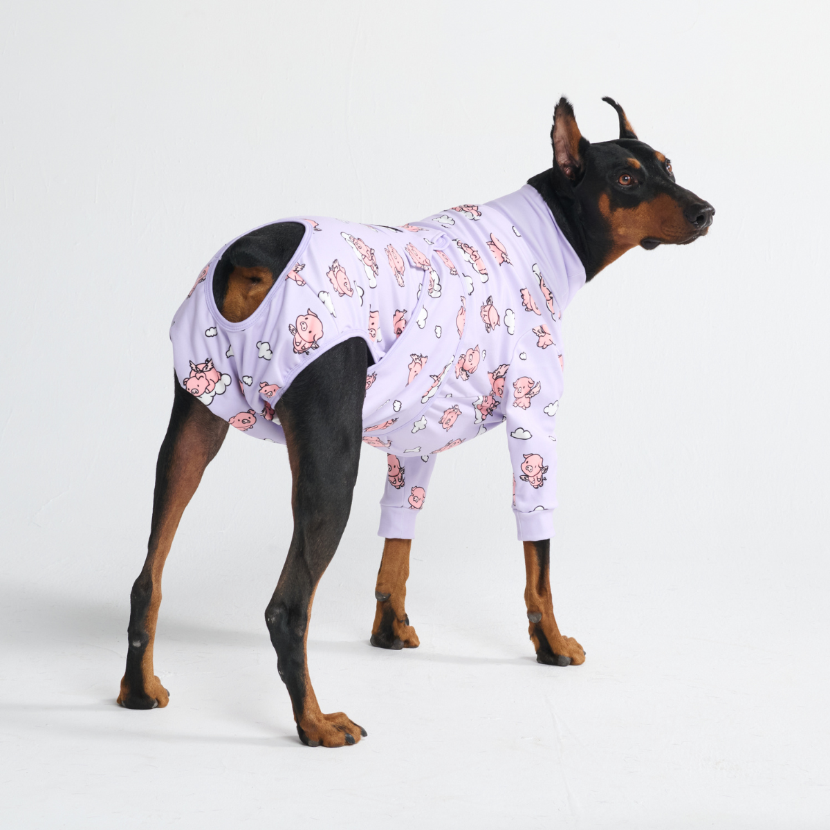 Dog Surgical Suit