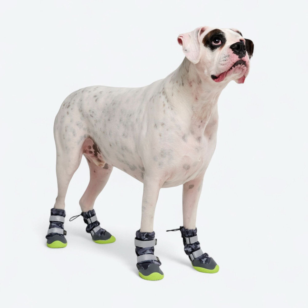 Dog Rainboots. Waterproof Dog Shoes