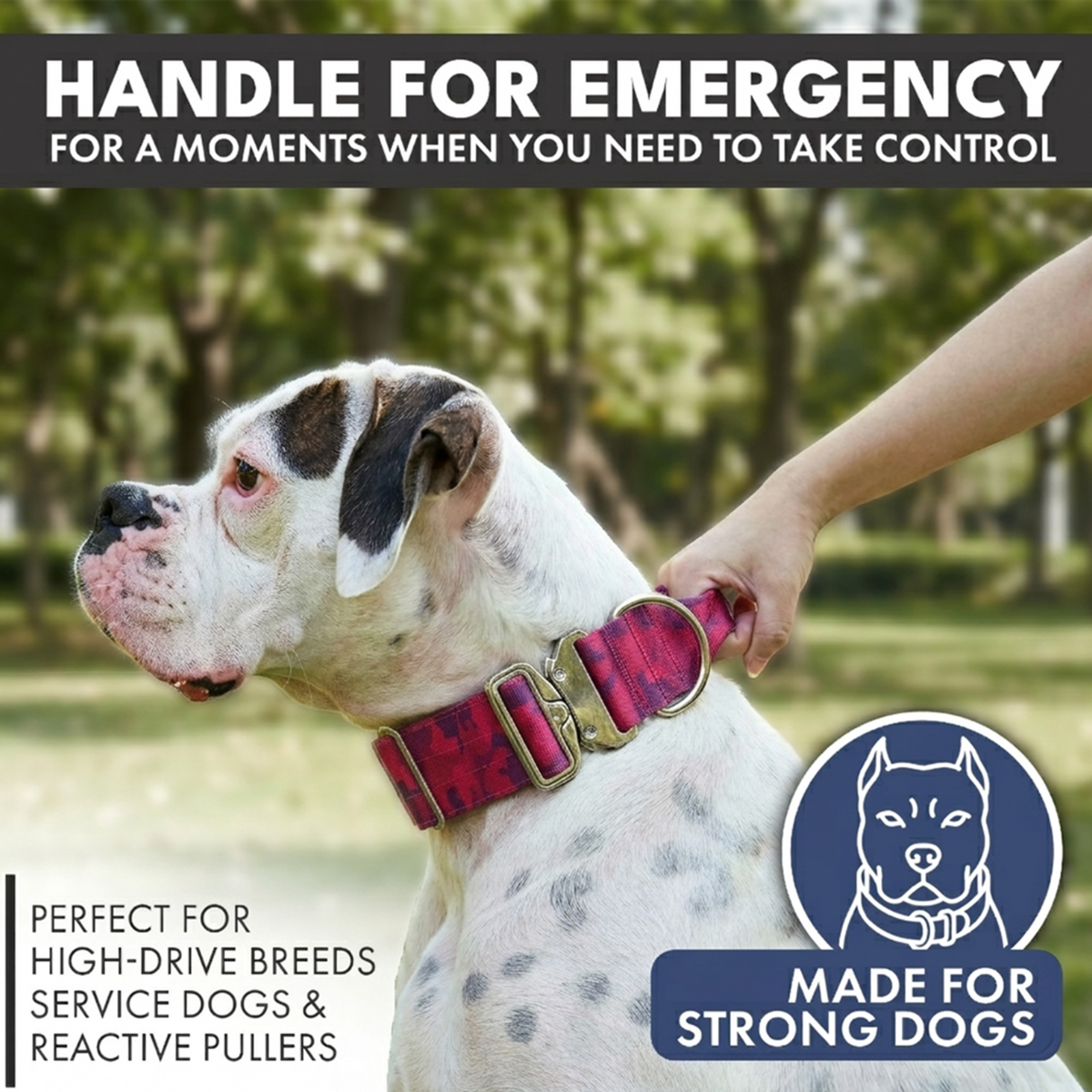 Comfort Control Collar and Multipurpose Leash Sets