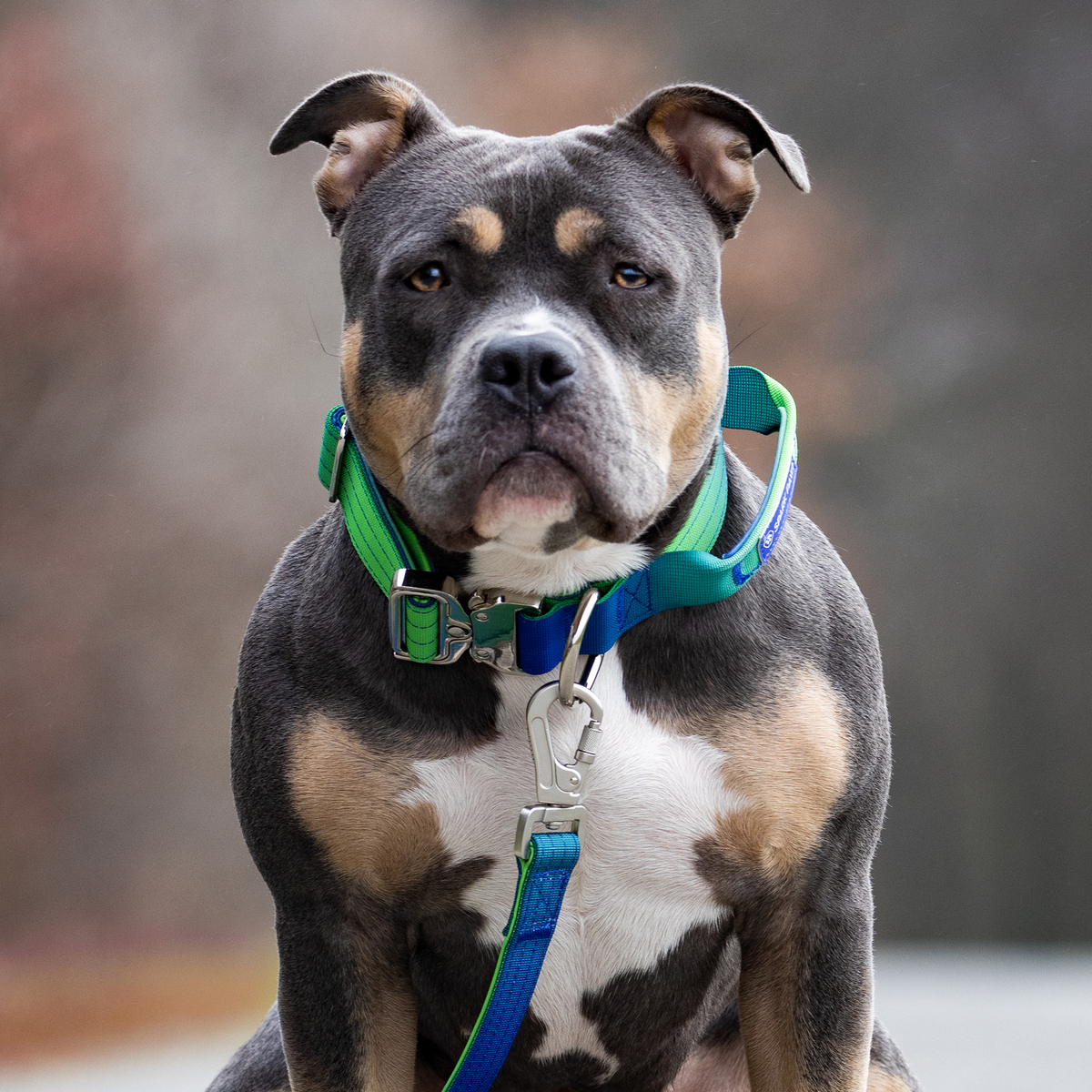 Comfort Control Collar and Multipurpose Leash Sets