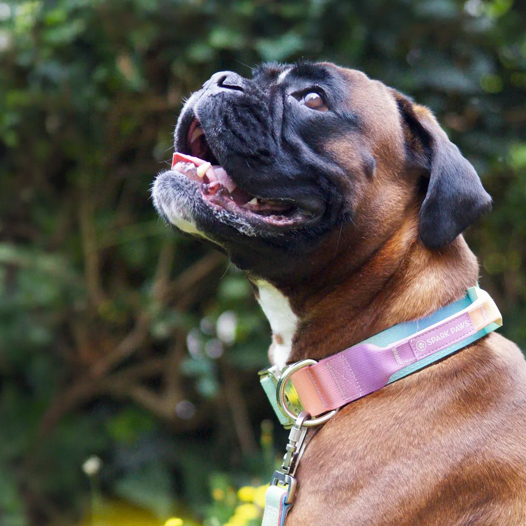 Comfort Control Collar and Multipurpose Leash Sets