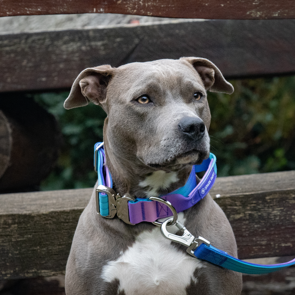 Comfort Control Collar and Multipurpose Leash Sets