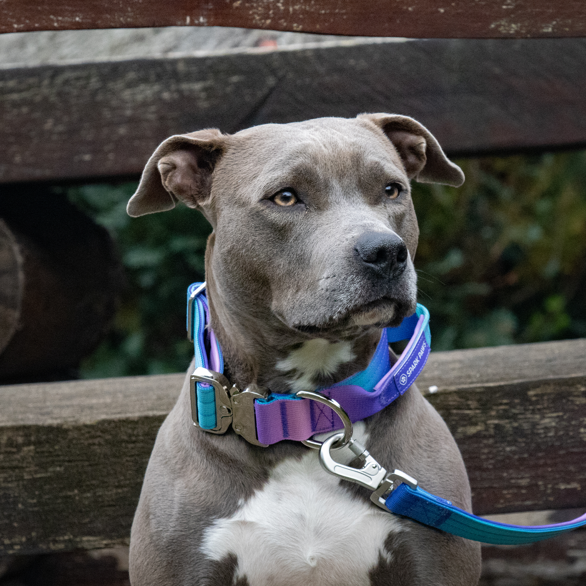 Comfort Control Collar and Multipurpose Leash Sets