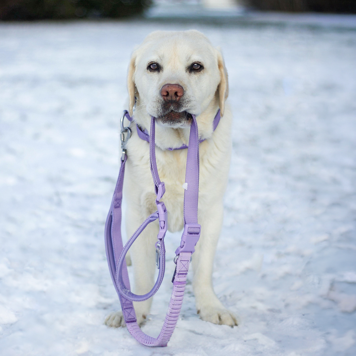 Comfort Control Collar and Multipurpose Leash Sets