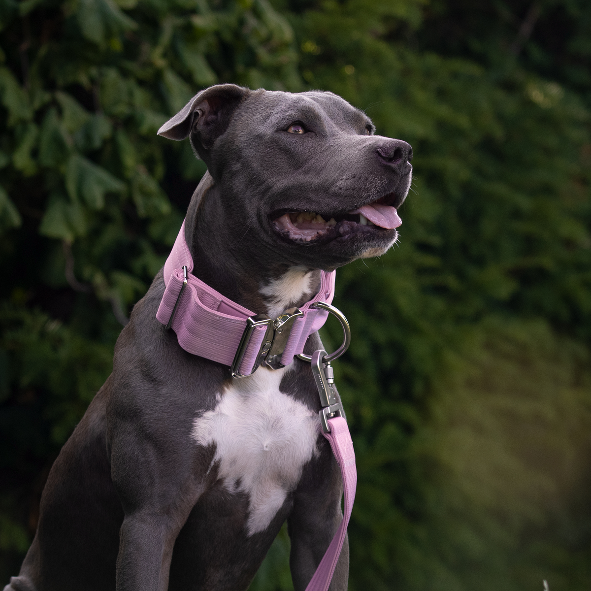 Comfort Control Collar and Multipurpose Leash Sets