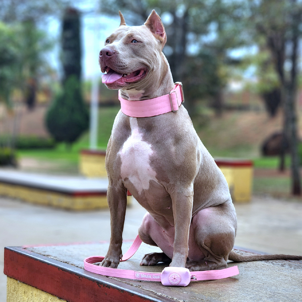Comfort Control Dog Collar Sets