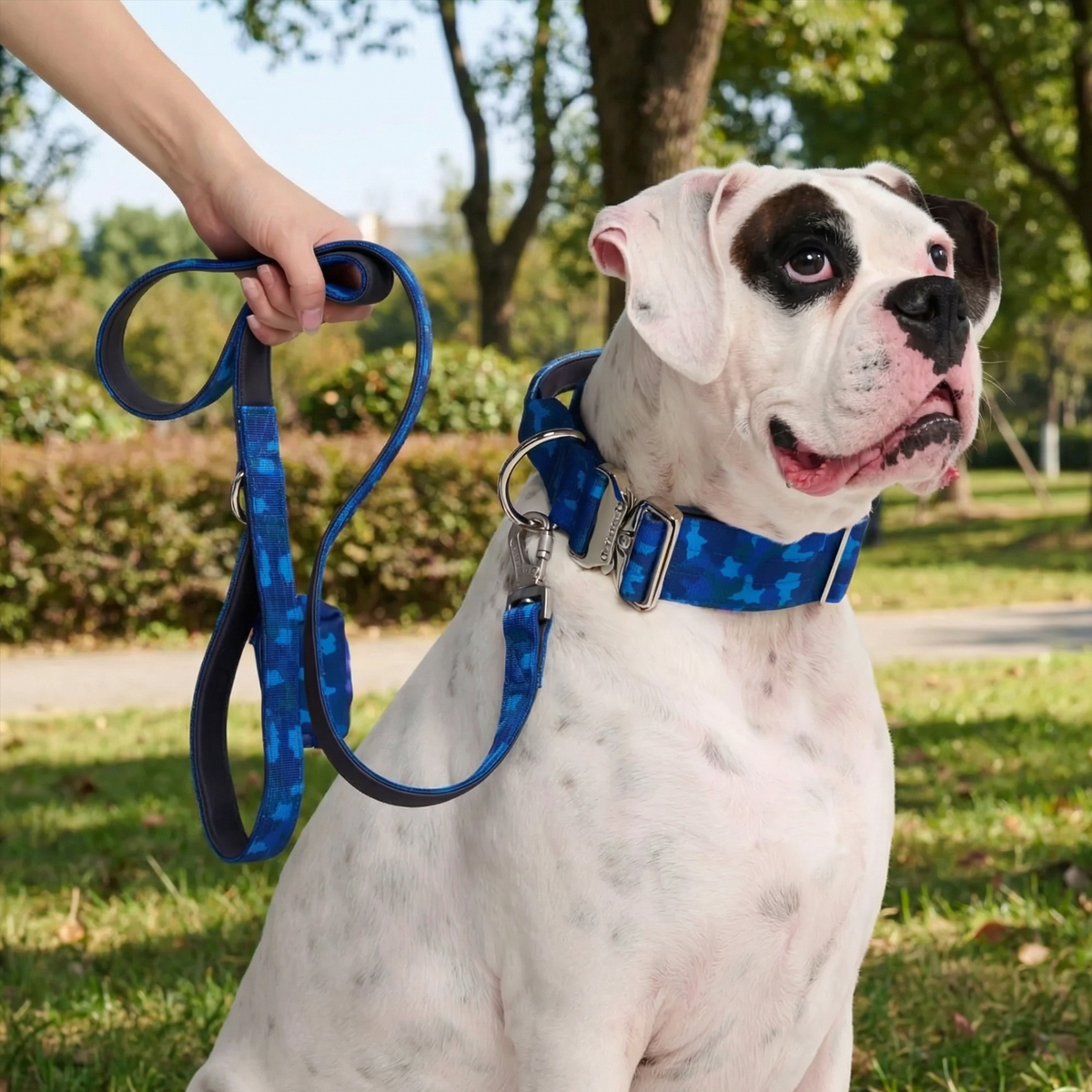 Comfort Control Dog Collar Sets