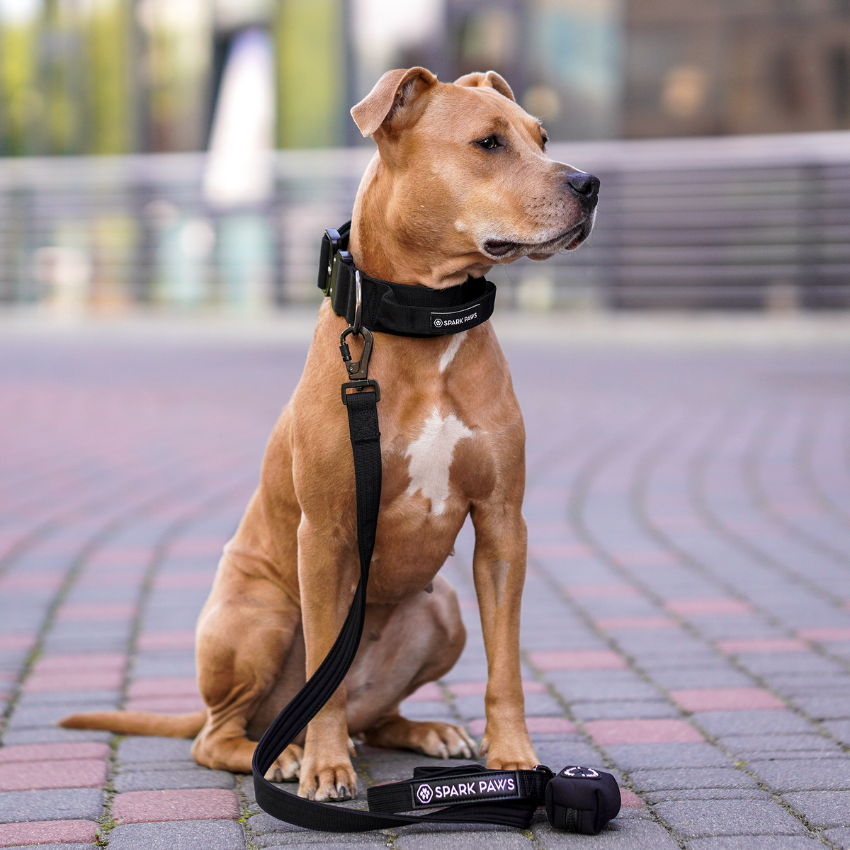 Comfort Control Dog Collar Sets