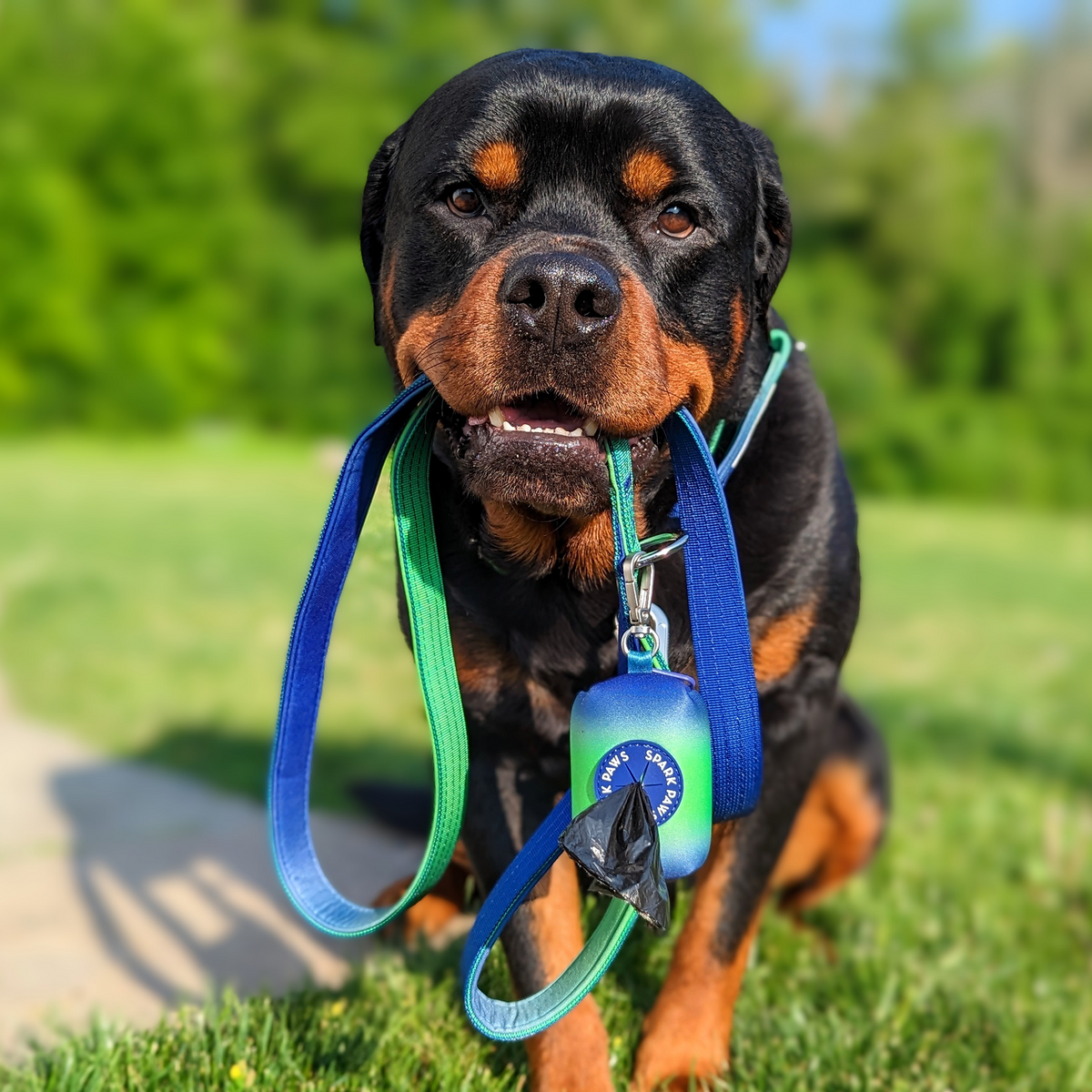 Comfort Control Dog Collar Sets