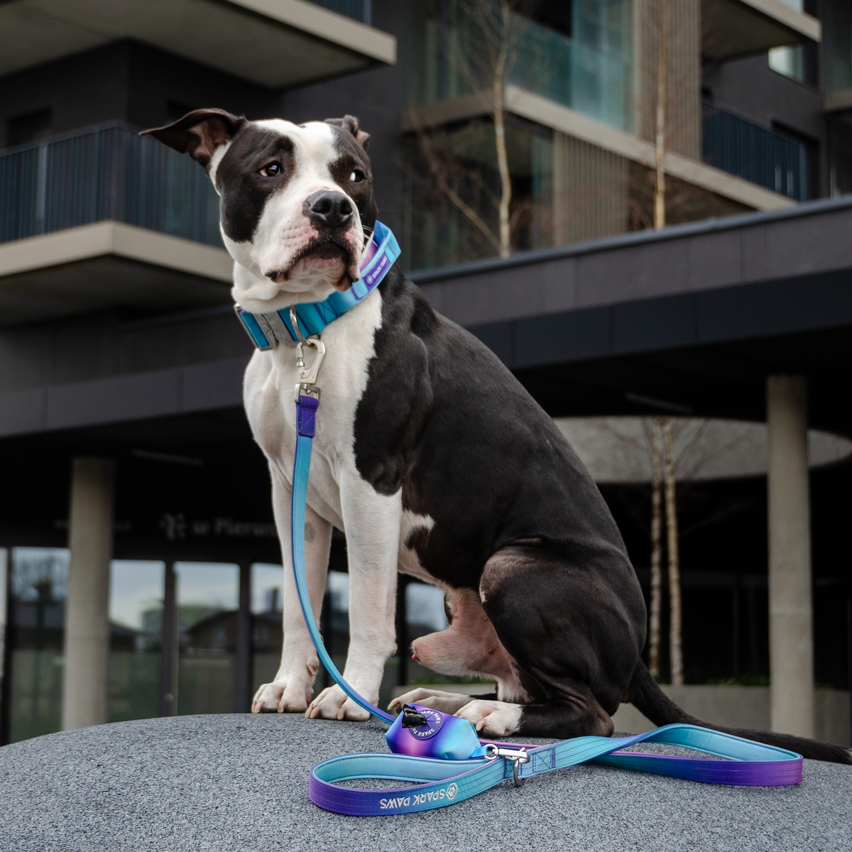 Comfort Control Dog Collar Sets