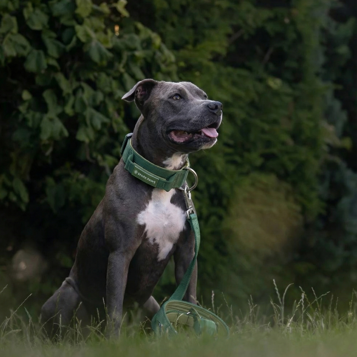 Comfort Control Dog Collar Sets