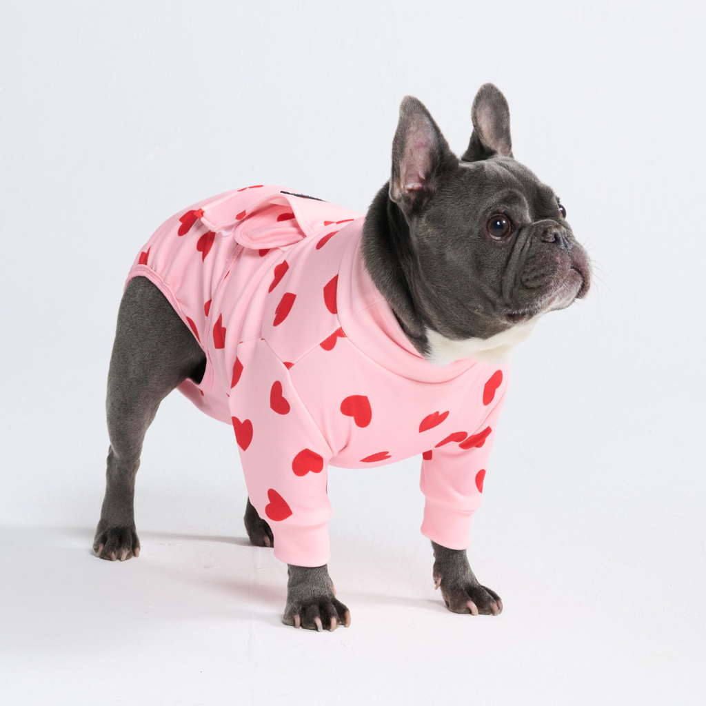Dog Surgical Suit  2-pack