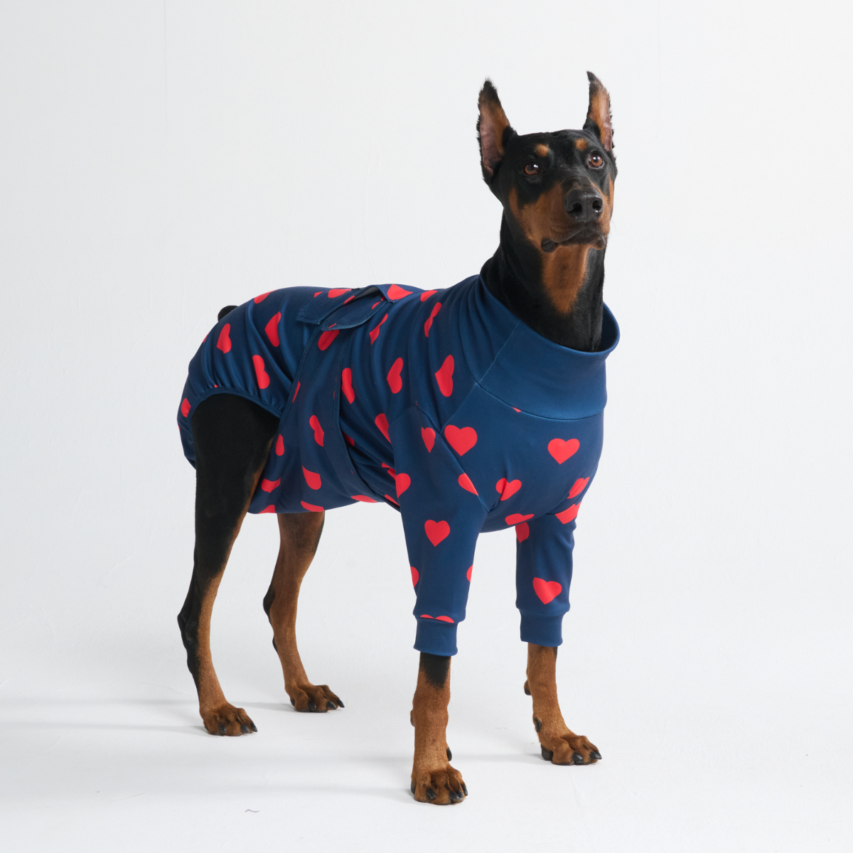 Dog Surgical Suit