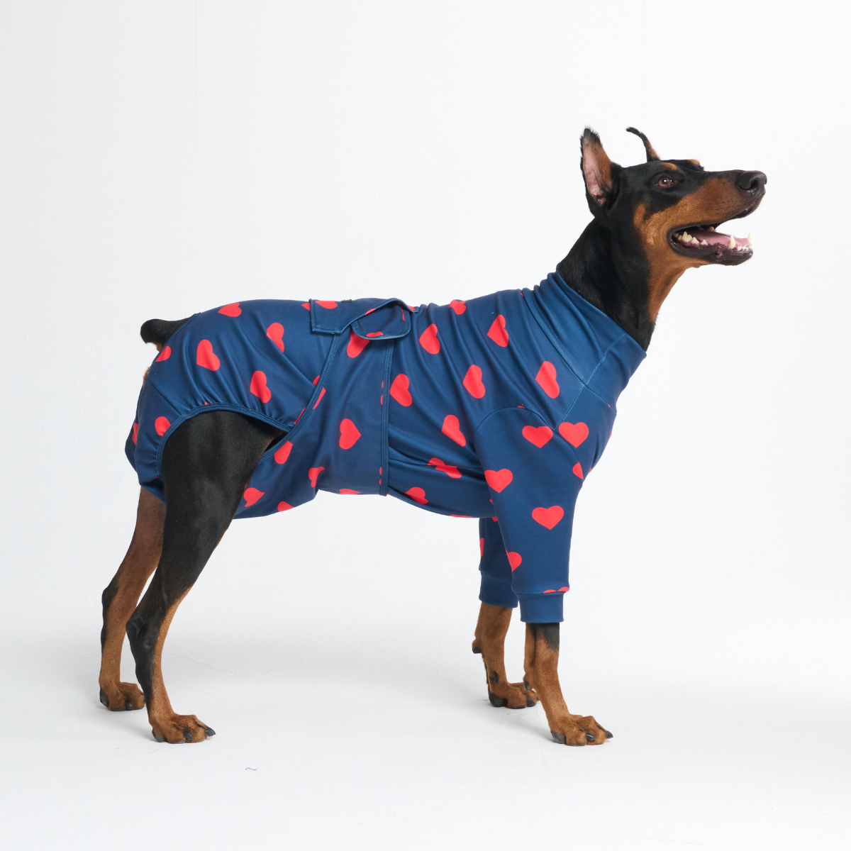 Dog Surgical Suit