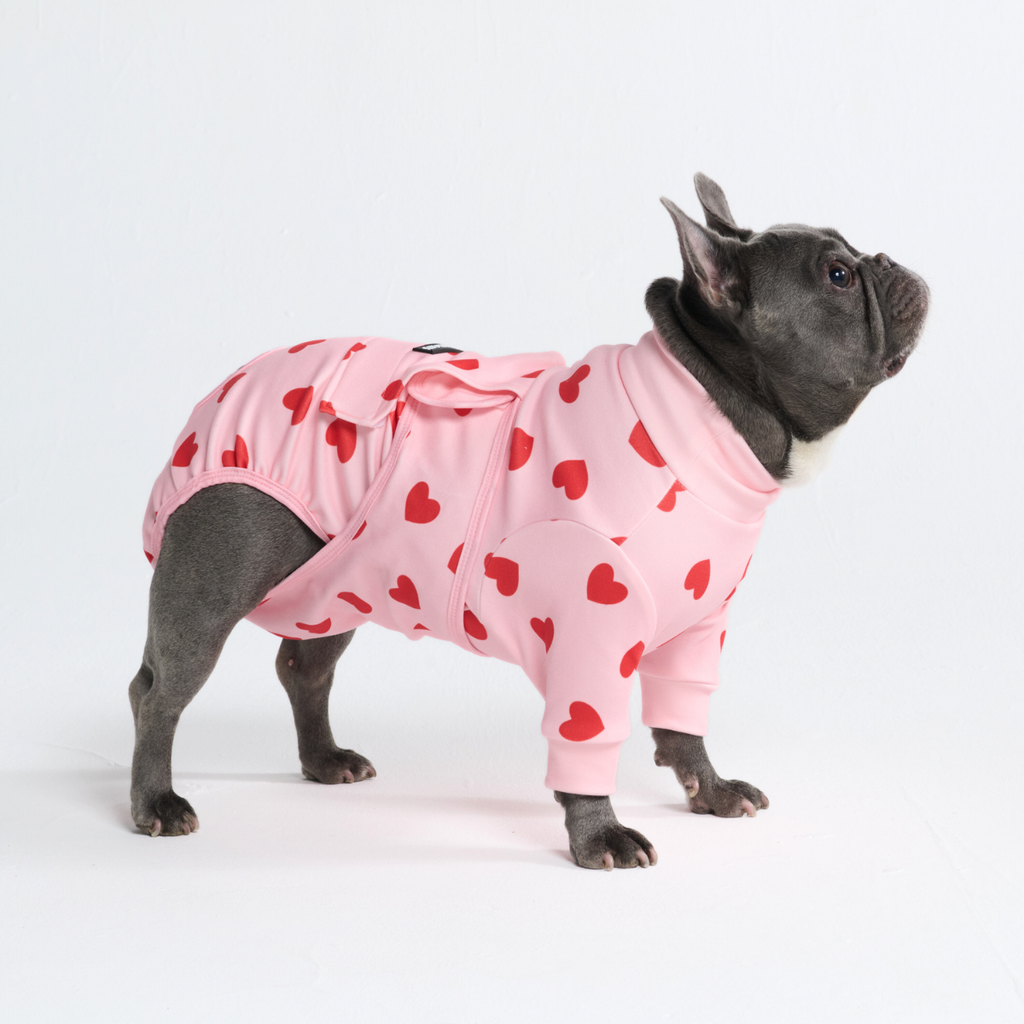 Dog Surgical Suit