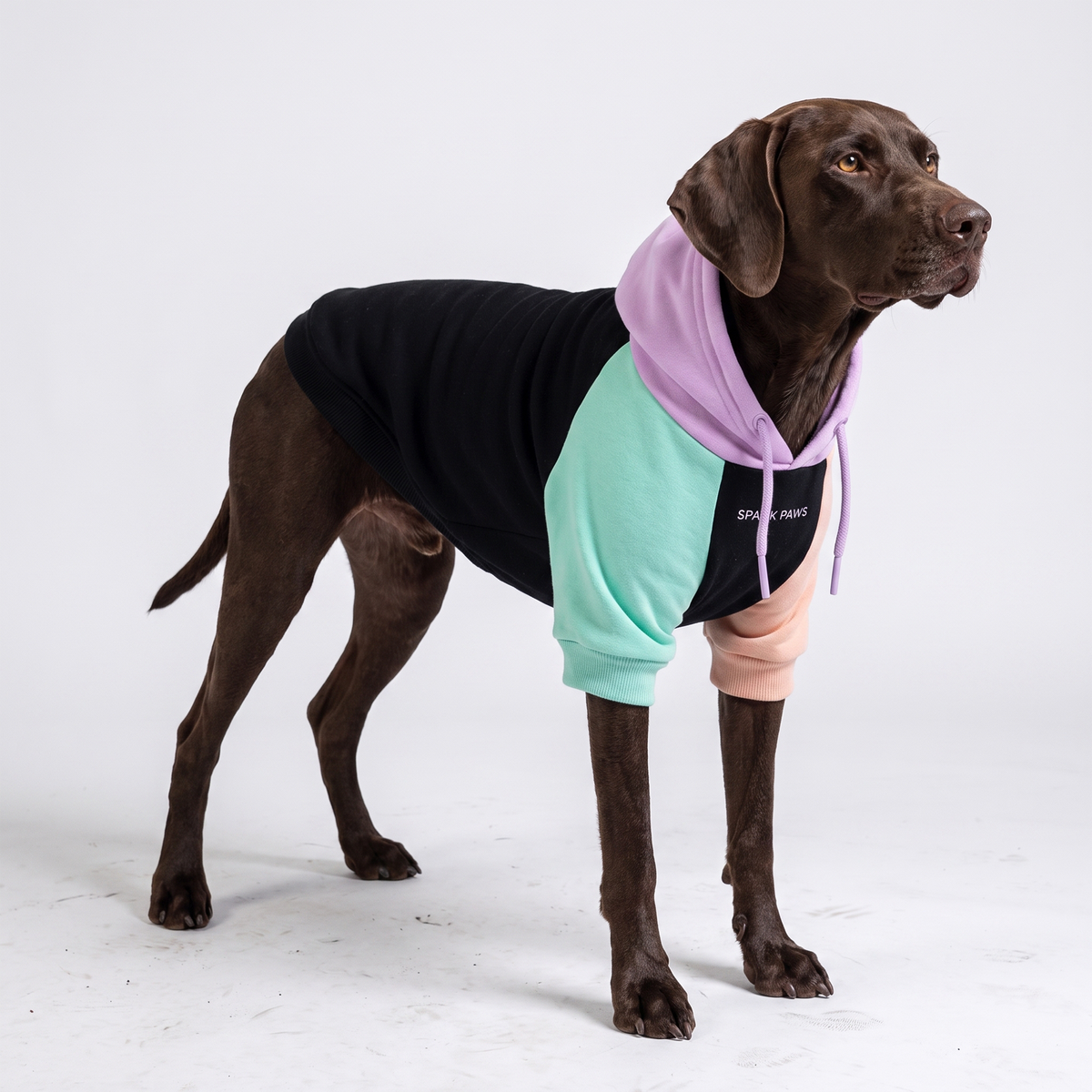 Color Block Dog Hoodies