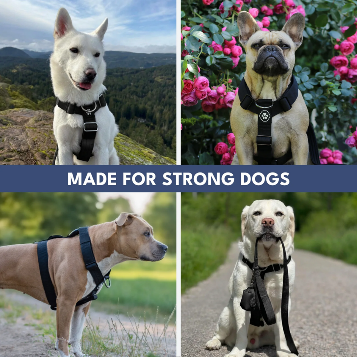 Comfort Control No-Pull Dog Harness and Multipurpose Leash Sets