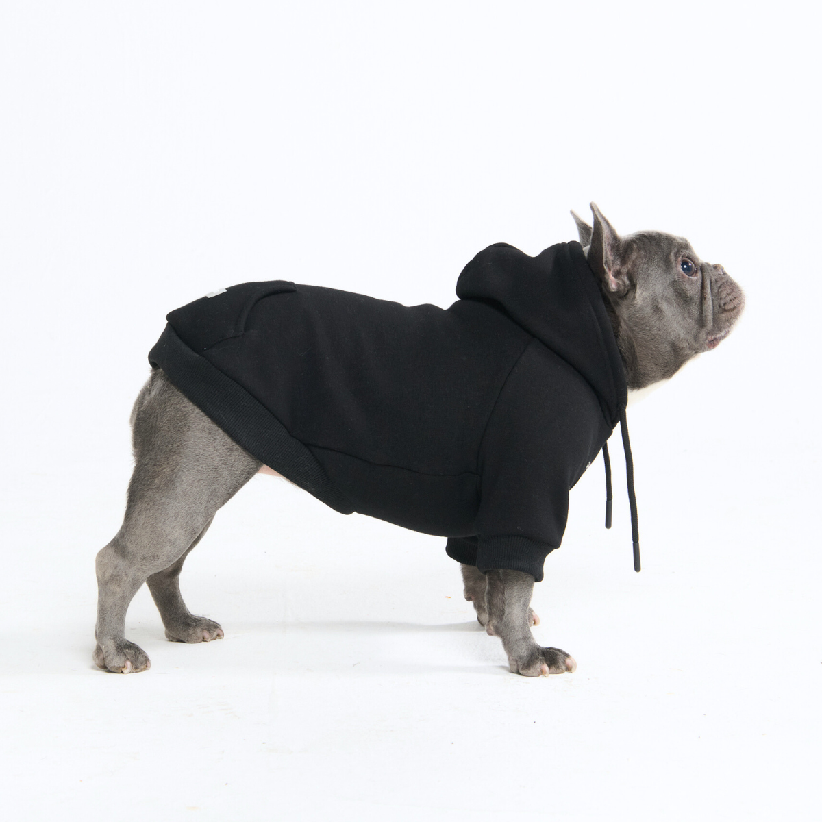 Essential Dog Hoodies