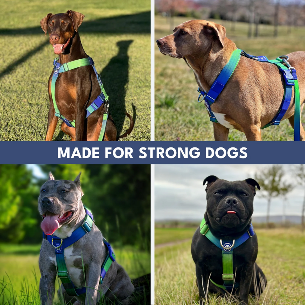 Comfort Control No-Pull Dog Harness and Multipurpose Leash Sets
