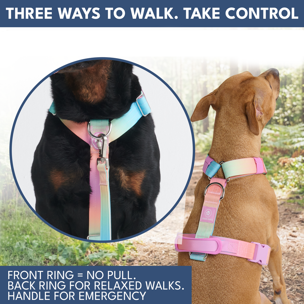 Comfort Control No-Pull Dog Harness and Multipurpose Leash Sets